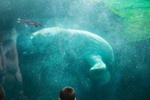 Sons close encounter with a Polar Bear 1